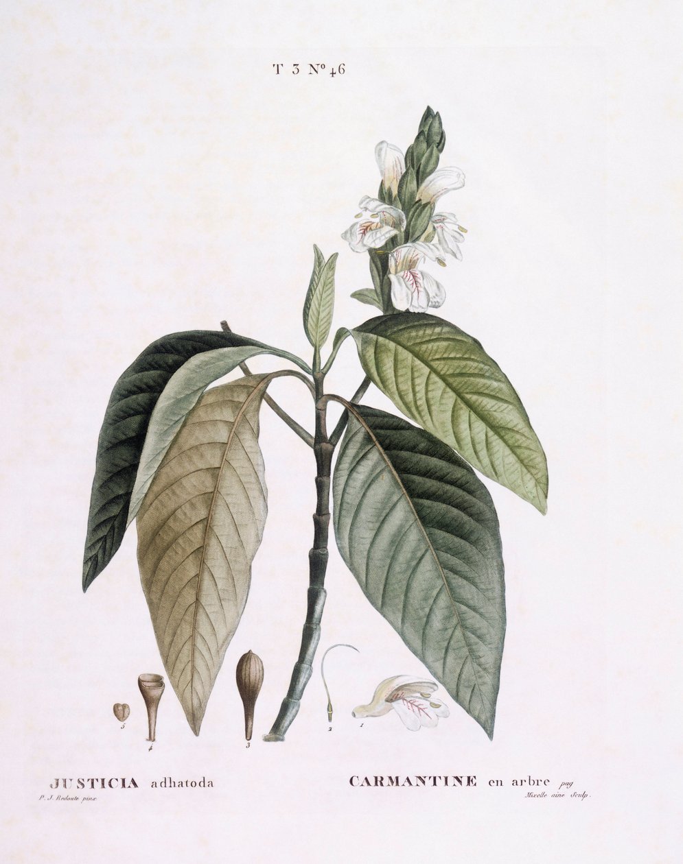 Malabarnöt (Justicia adhatoda), Henry Louis Duhamel du Monceau, botanisk tallrik av Pierre Joseph Redouté av Pierre Joseph Redouté