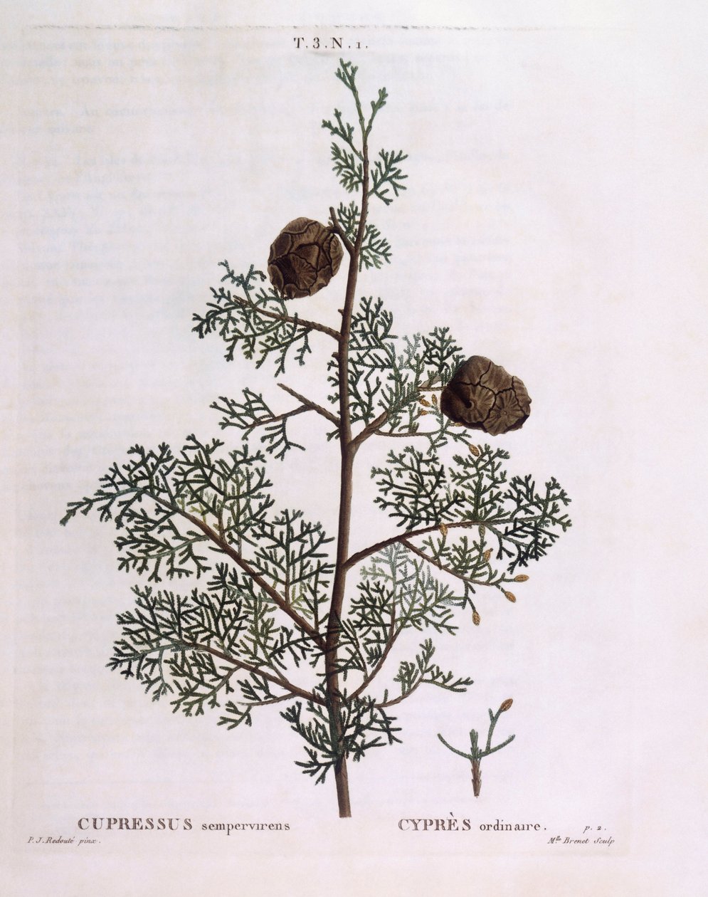 Medelhavscypress (Cupressus sempervirens), Henry Louis Duhamel du Monceau, botanisk platta av Pierre Joseph Redouté av Pierre Joseph Redouté