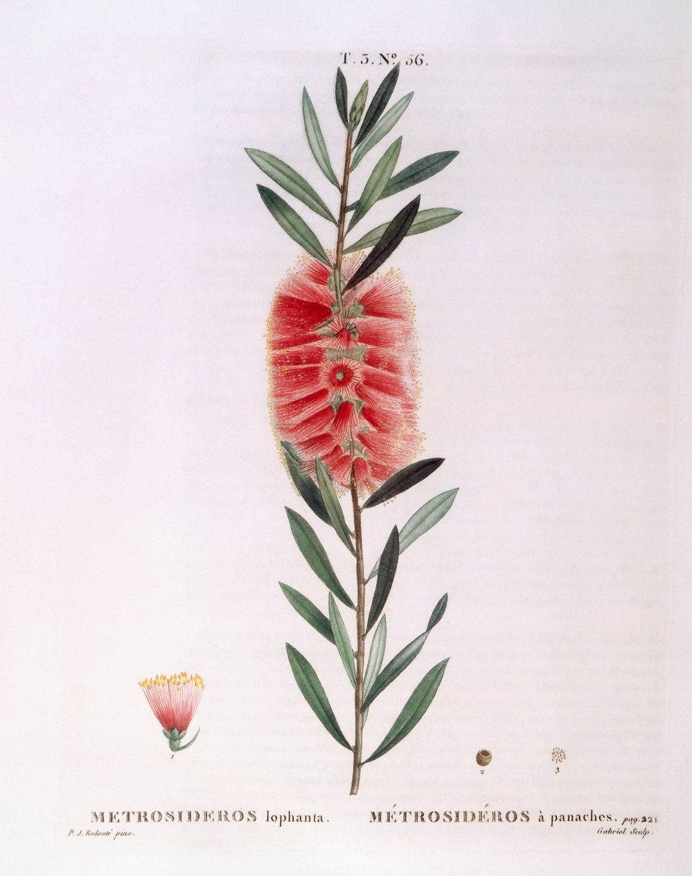 Metrosideros Lophanta Henry Louis Duhamel du Monceau, botanisk platta av Pierre Joseph Redouté av Pierre Joseph Redouté