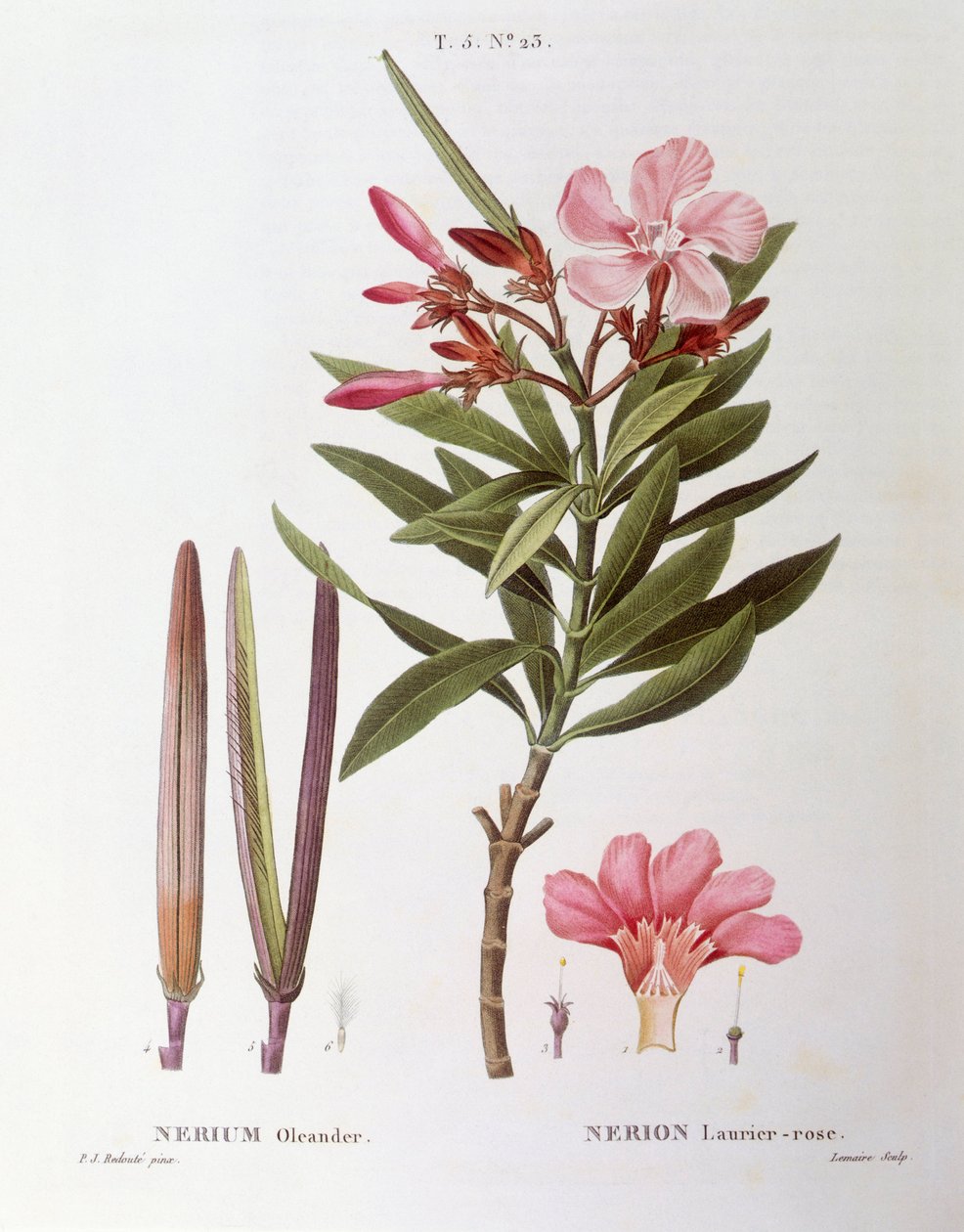Oleander (Nerium oleander), Henry Louis Duhamel du Monceau, botanisk platta av Pierre Joseph Redouté av Pierre Joseph Redouté