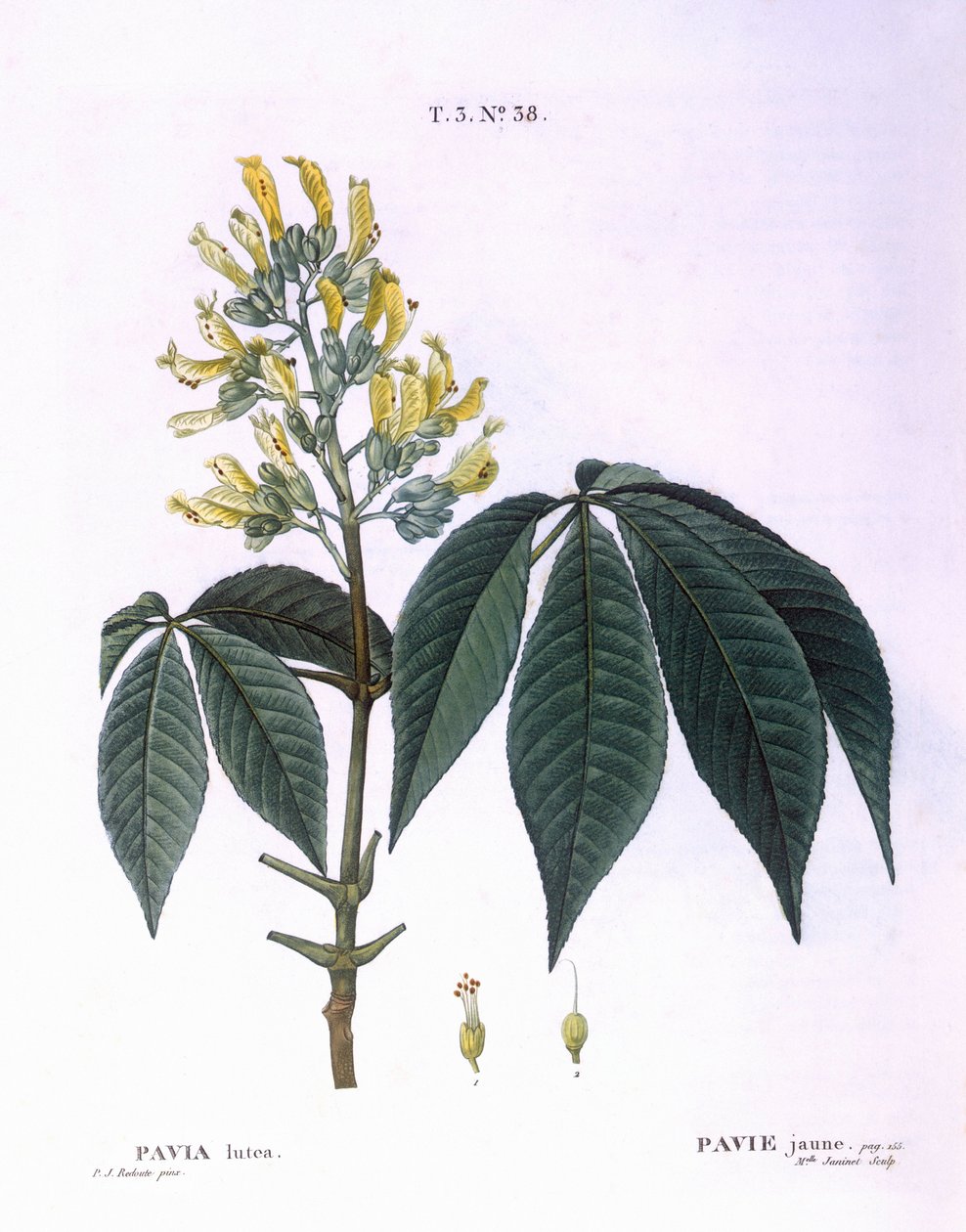 Pavia lutea Henry Louis Duhamel du Monceau, botanisk tallrik av Pierre Joseph Redouté av Pierre Joseph Redouté
