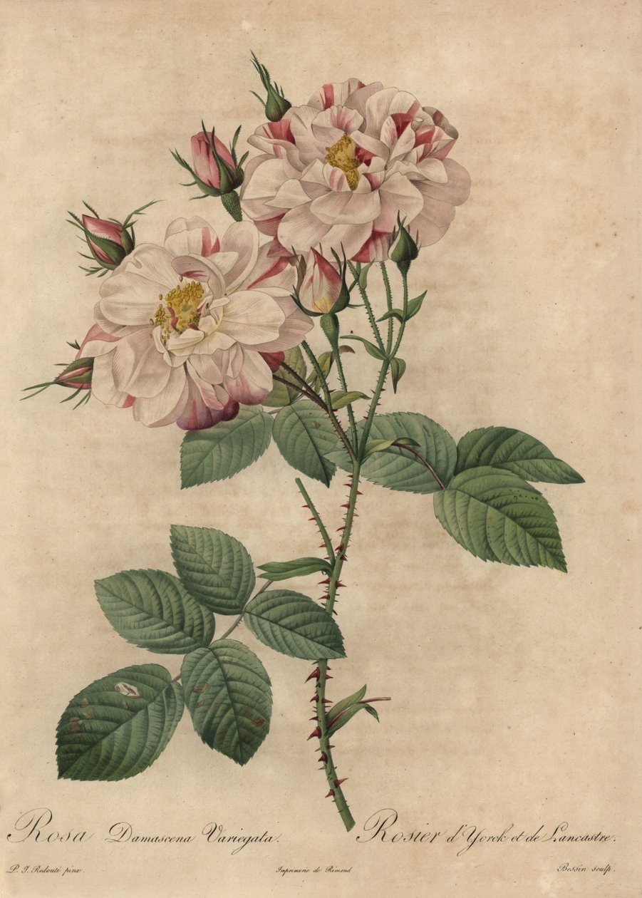 Rosa och vit damastros, Rosa damascena av Pierre Joseph Redouté