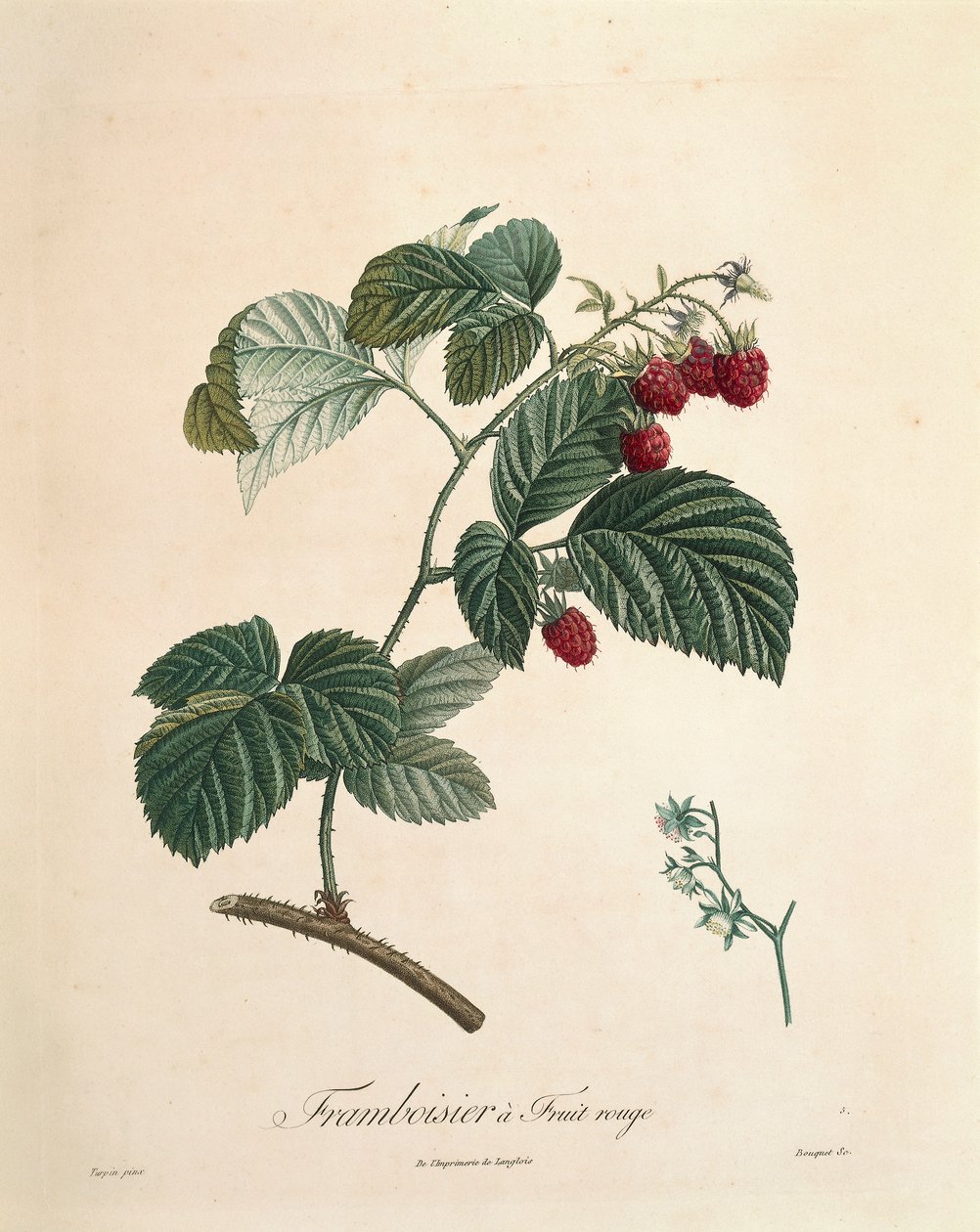 Hallon av Pierre Joseph Redoute (1759-1840) av Pierre Joseph Redouté