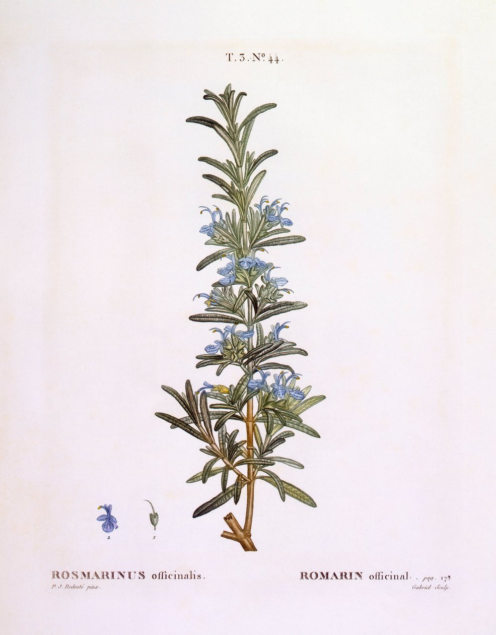 Rosmarin (Rosmarinus officinalis), Henry Louis Duhamel du Monceau, botanisk platta av Pierre Joseph Redouté av Pierre Joseph Redouté
