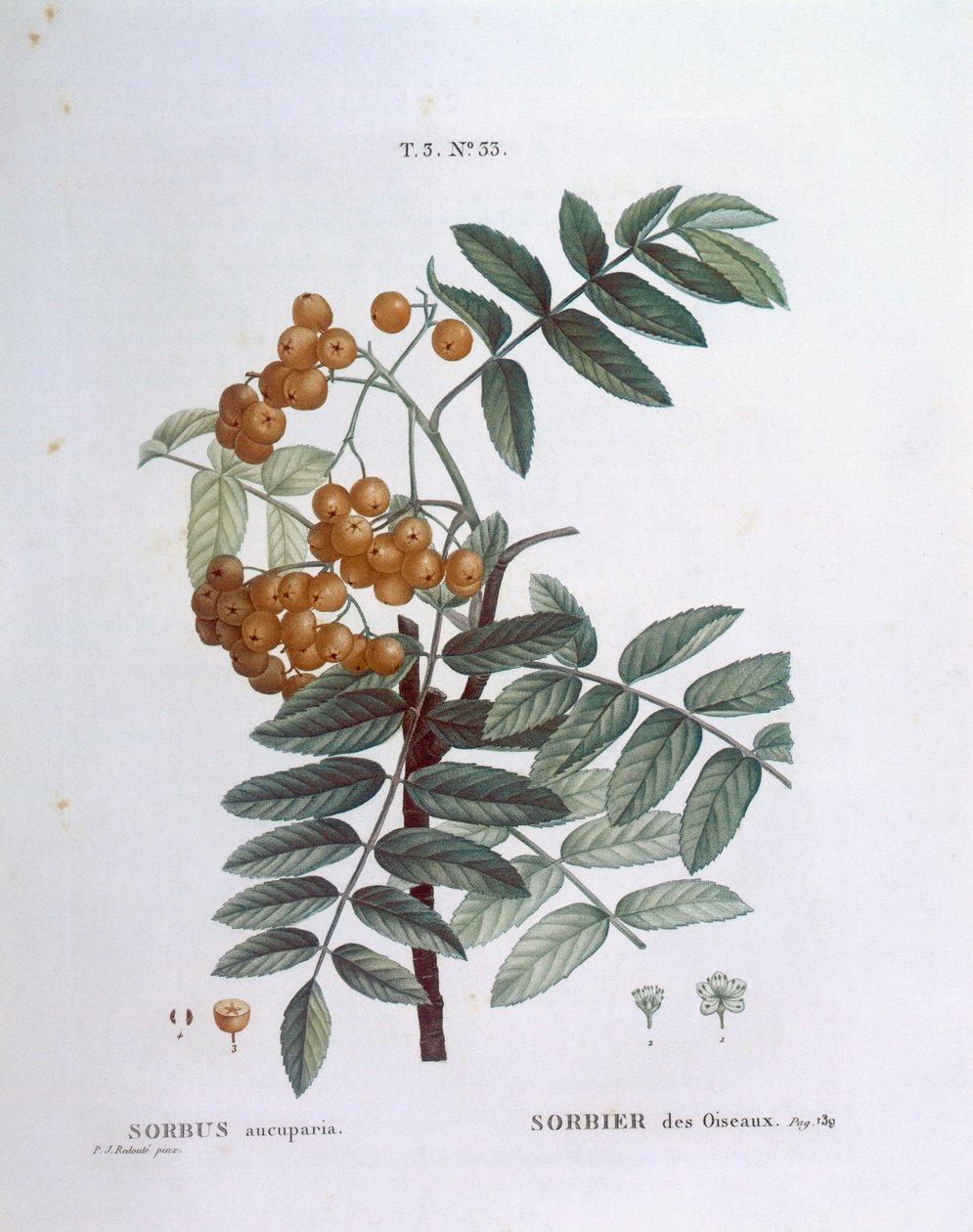 Rönn eller europeisk bergsaska (Sorbus aucuparia), Henry Louis Duhamel du Monceau, botanisk platta av Pierre Joseph Redouté av Pierre Joseph Redouté