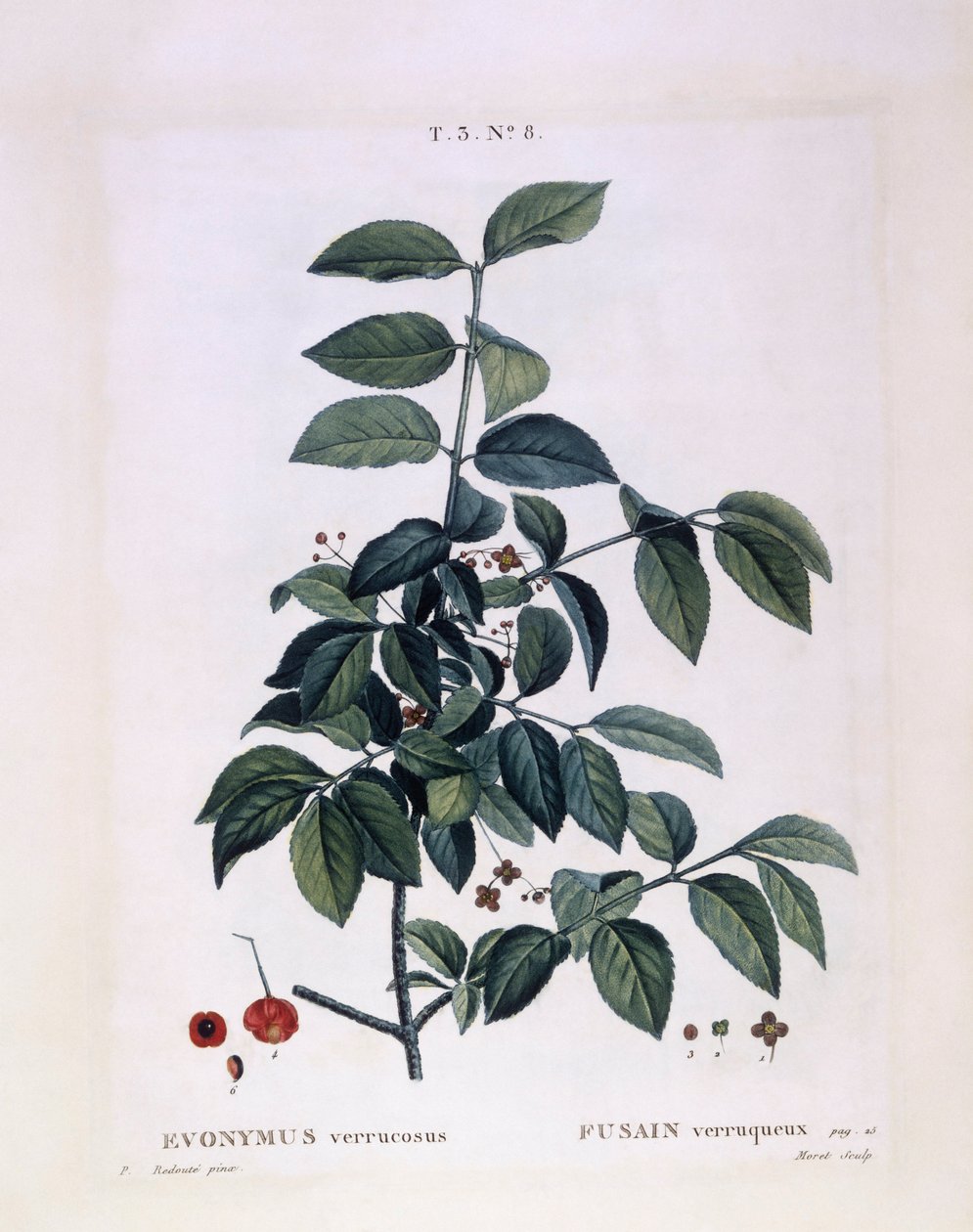 Spindel (Euonymus verrucosus), Henry Louis Duhamel du Monceau, botanisk platta av Pierre Joseph Redouté av Pierre Joseph Redouté