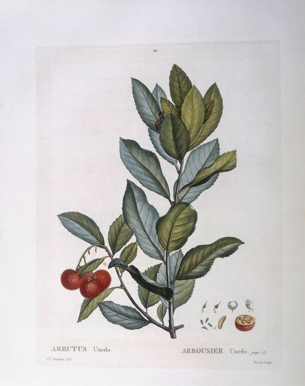 Jordgubbsträd (Arbutus unedo), Henry Louis Duhamel du Monceau, botanisk tallrik av Pierre Joseph Redouté av Pierre Joseph Redouté