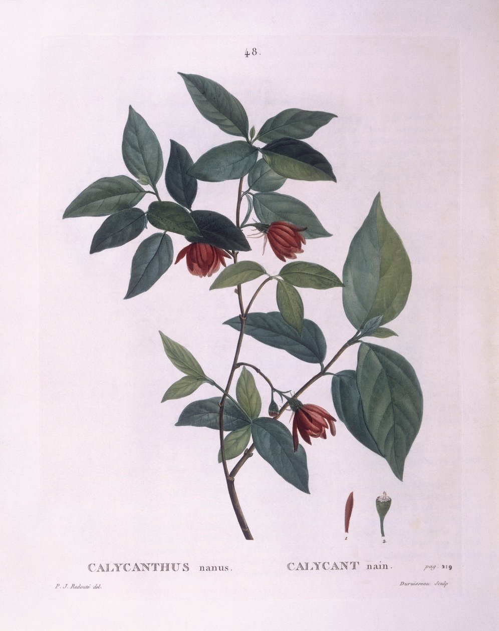 Sweetshrub (Calycanthus nanus), Henry Louis Duhamel du Monceau, botanisk tallrik av Pierre Joseph Redouté av Pierre Joseph Redouté