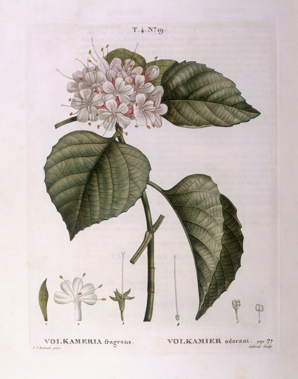 Volkameria fragrans Henry Louis Duhamel du Monceau, botanisk tallrik av Pierre Joseph Redouté av Pierre Joseph Redouté
