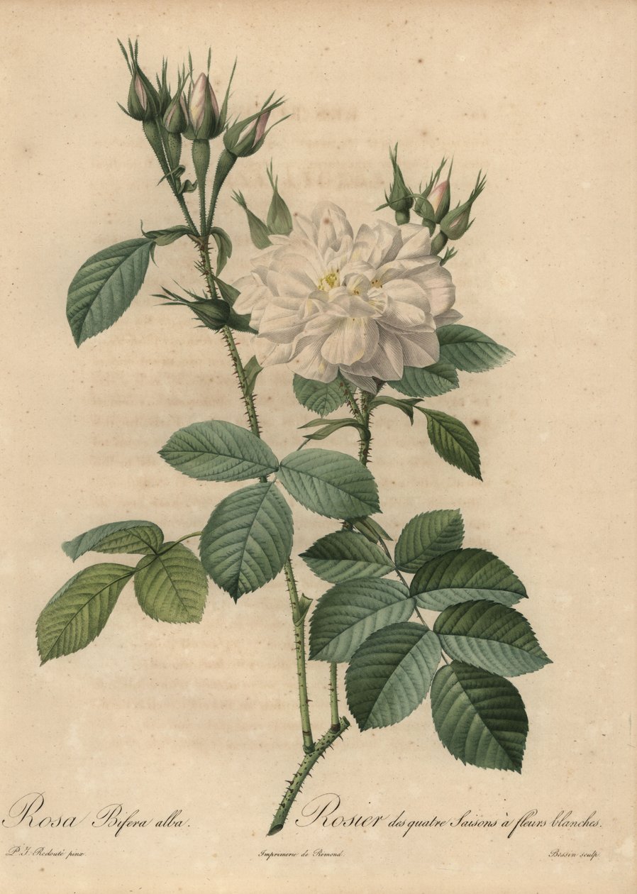 Vit ros, Rosa bifera alba. av Pierre Joseph Redouté