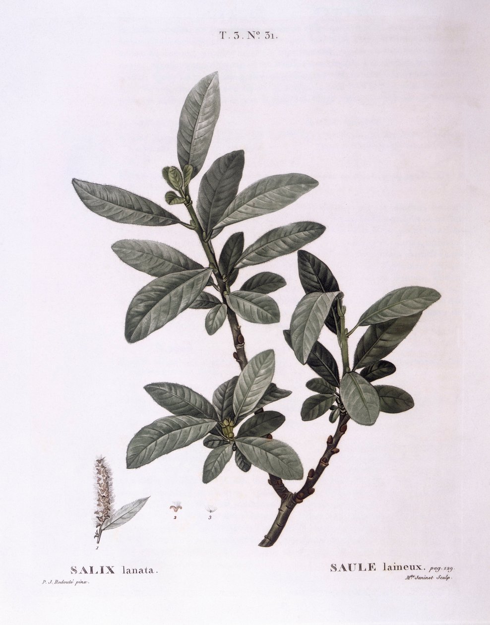 Pil (Salix lanata), Henry Louis Duhamel du Monceau, botanisk platta av Pierre Joseph Redouté av Pierre Joseph Redouté