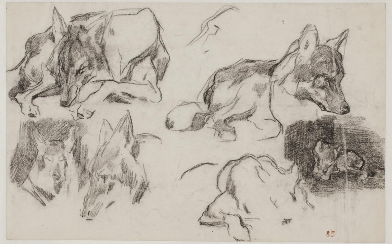 Studier av marockanska hundar. av Pierre Andrieu