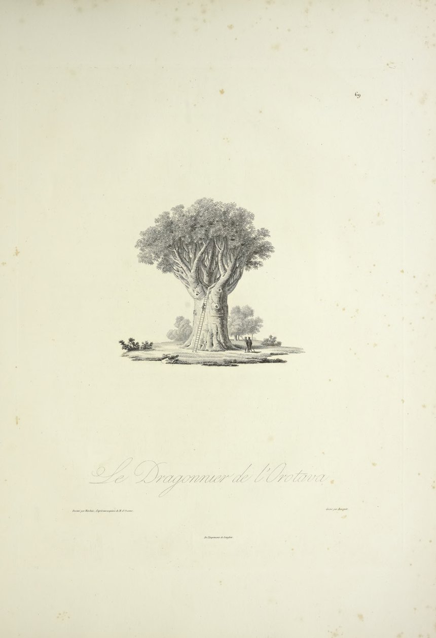 The Dragon Tree of Orotava, graverad av Bouquet, illustration från "Views of the Cordilleras and Monuments of the Native Peoples of America" ​​av Alexander von Humboldt och Aime Bonpland av Pierre Antoine (after) Marchais