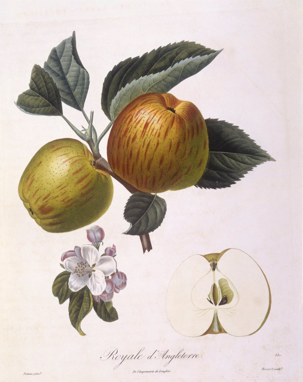 Apple "Royal of England", Henry Louis Duhamel du Monceau, botanisk platta av Pierre Antoine Poiteau av Pierre Antoine (after) Poiteau