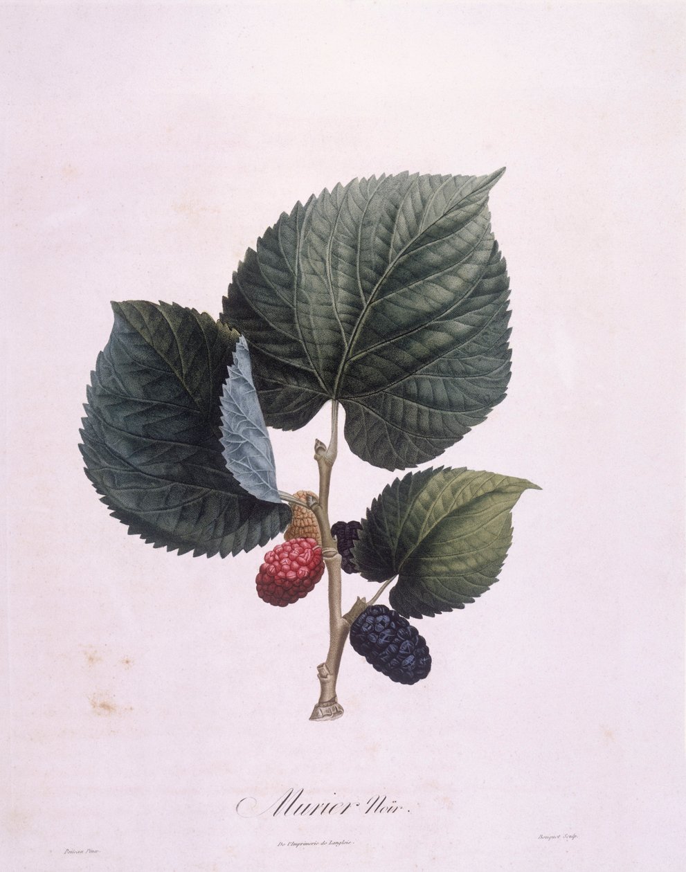 Svart mullbär (Morus nigra), Henry Louis Duhamel du Monceau, botanisk tallrik av Pierre Antoine Poiteau av Pierre Antoine (after) Poiteau