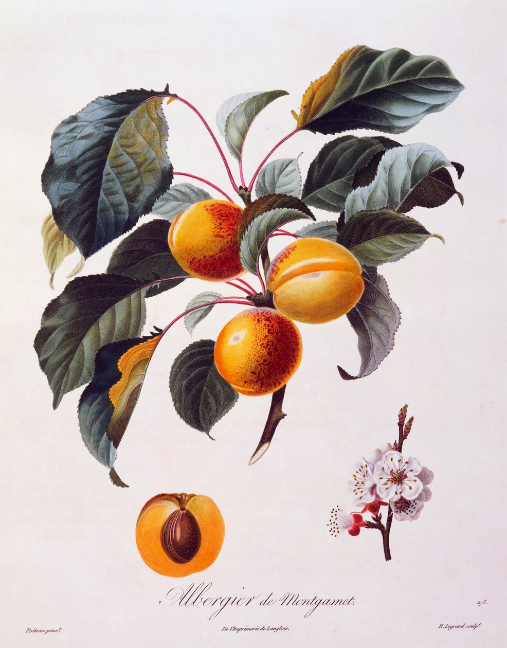 Frukter och blommor av aprikos Albergier De Montgamet, ca 1846, färgad gravyr av Pierre-Antoine Poiteau från Pomolgie Francais, Frankrike av Pierre Antoine (after) Poiteau