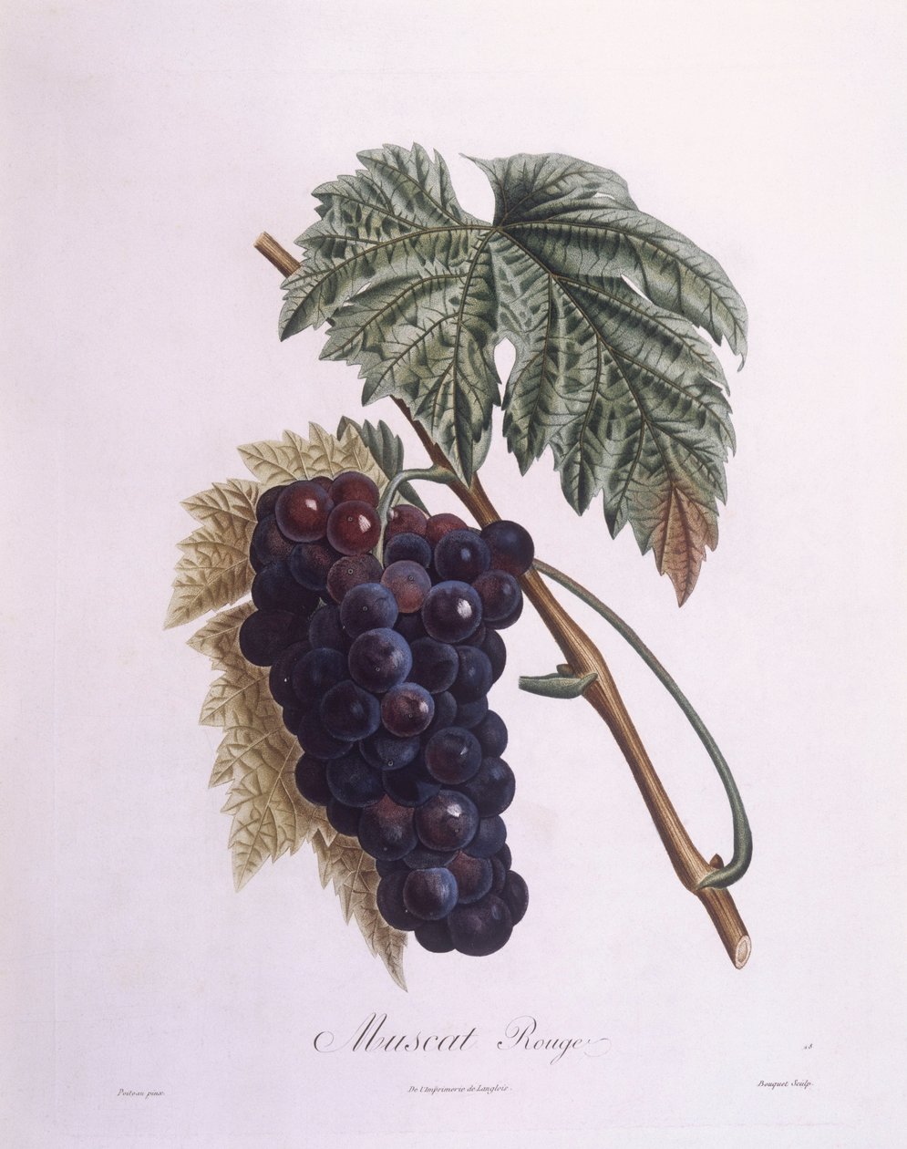 Muscat druvranka (Vitis vinifera), Henry Louis Duhamel du Monceau, botanisk tallrik av Pierre Antoine Poiteau av Pierre Antoine (after) Poiteau
