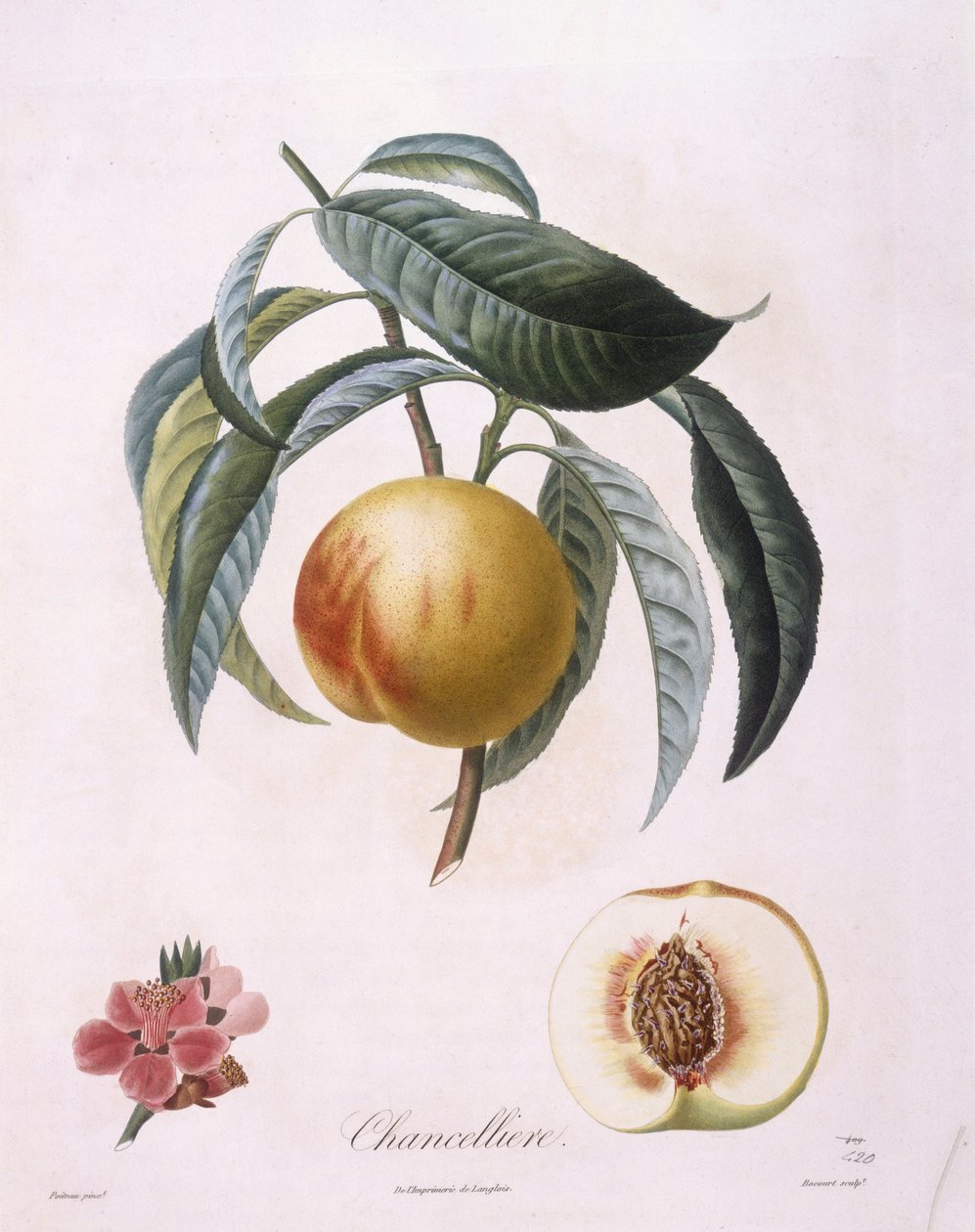 Peach "Chancelliere" Henry Louis Duhamel du Monceau, botanisk platta av Pierre Antoine Poiteau av Pierre Antoine (after) Poiteau