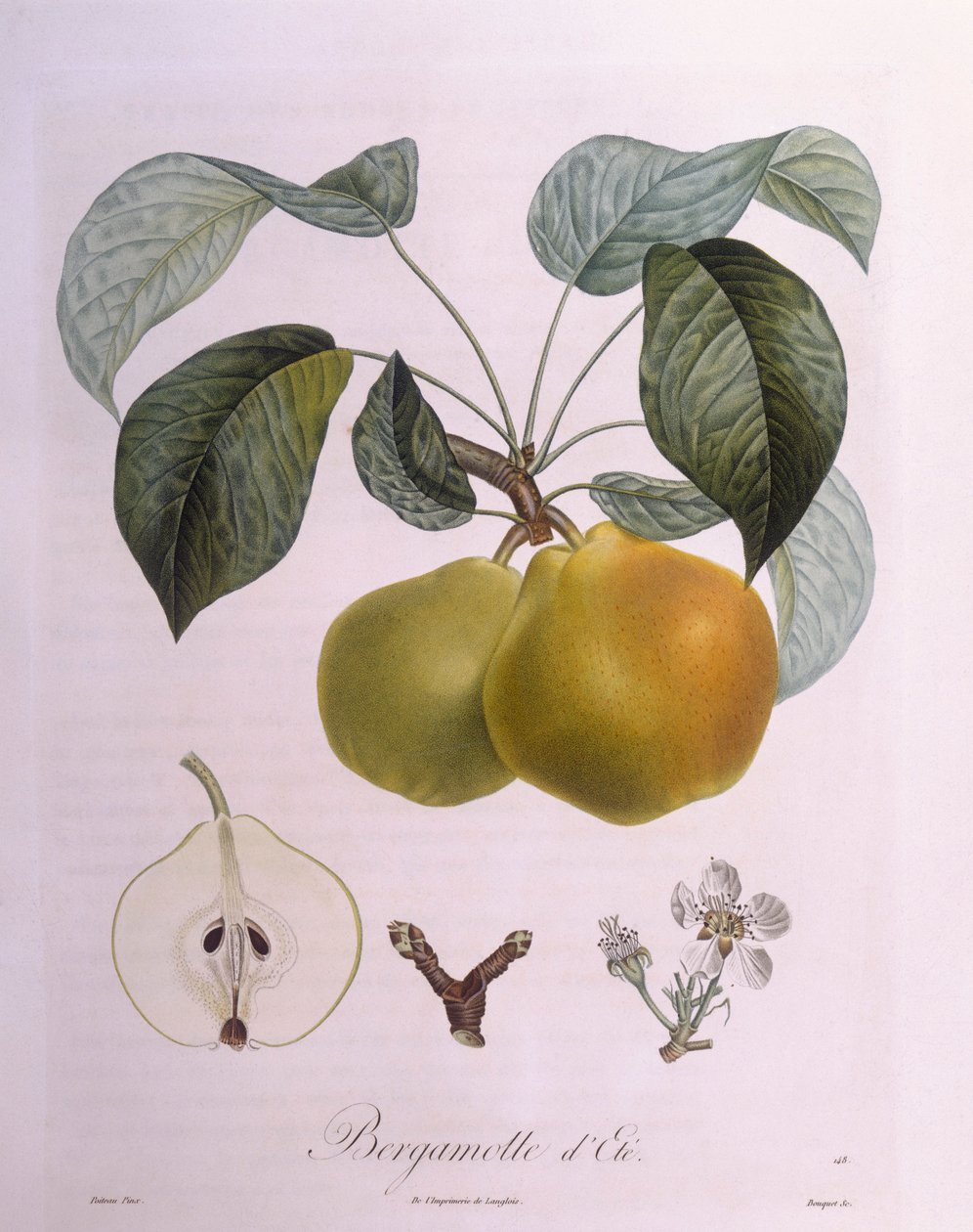 Päron "Bergamott" Henry Louis Duhamel du Monceau, botanisk platta av Pierre Antoine Poiteau av Pierre Antoine (after) Poiteau