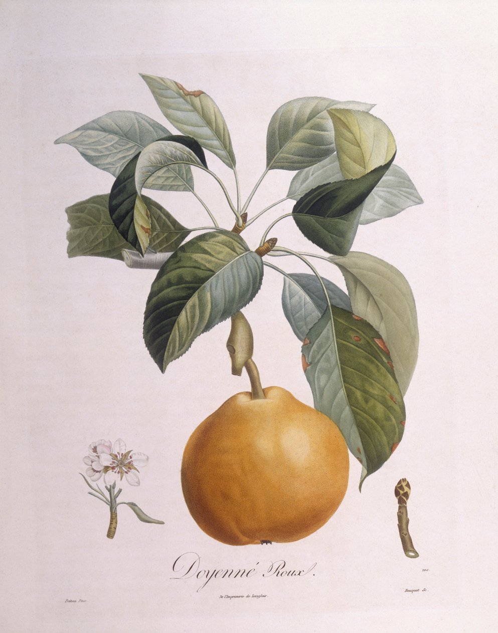 Päron "Doyenné roux" Henry Louis Duhamel du Monceau, botanisk platta av Pierre Antoine Poiteau av Pierre Antoine (after) Poiteau
