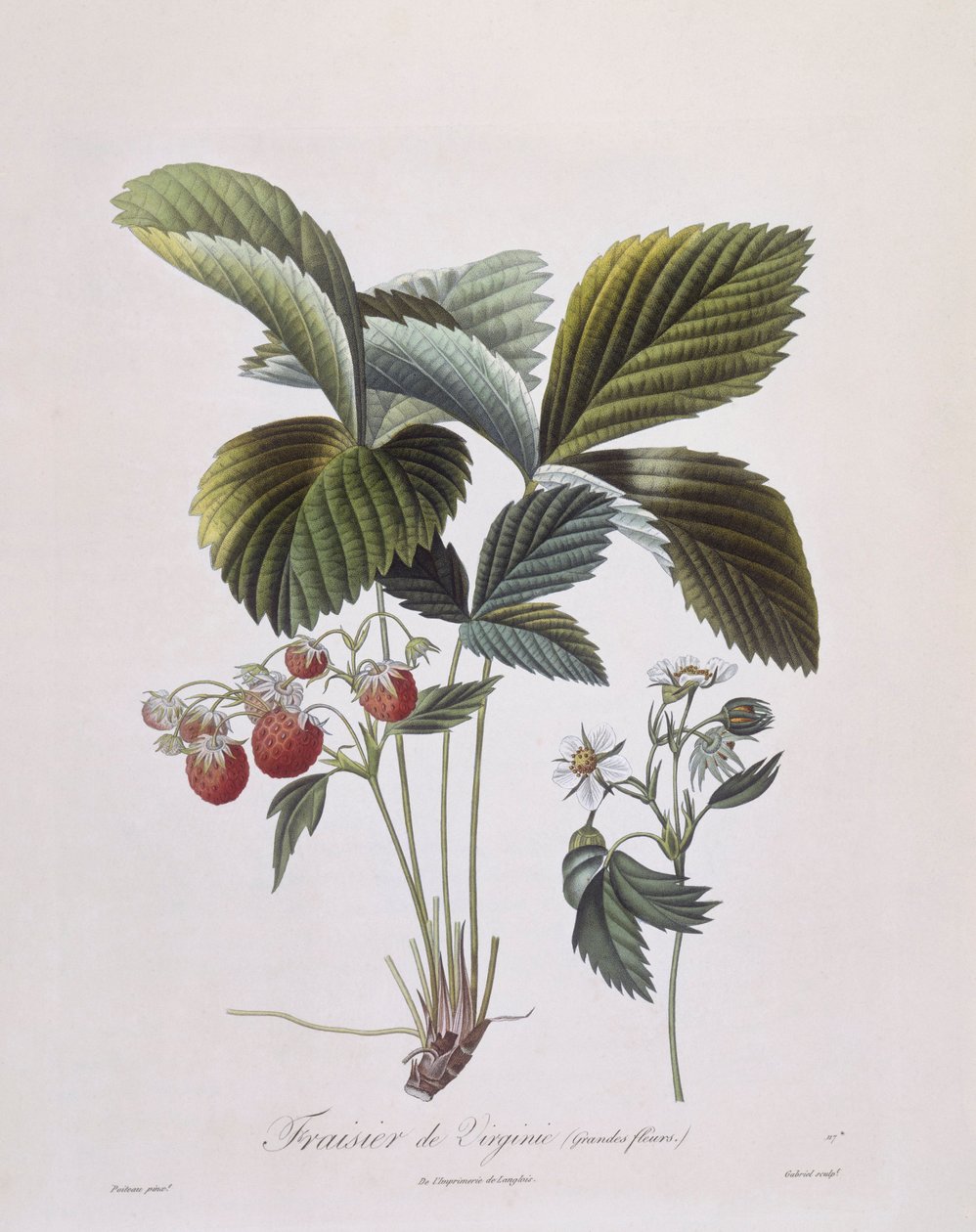 Virginia Strawberry (Fragaria virginiana), Henry Louis Duhamel du Monceau, botanisk tallrik av Pierre Antoine Poiteau av Pierre Antoine (after) Poiteau