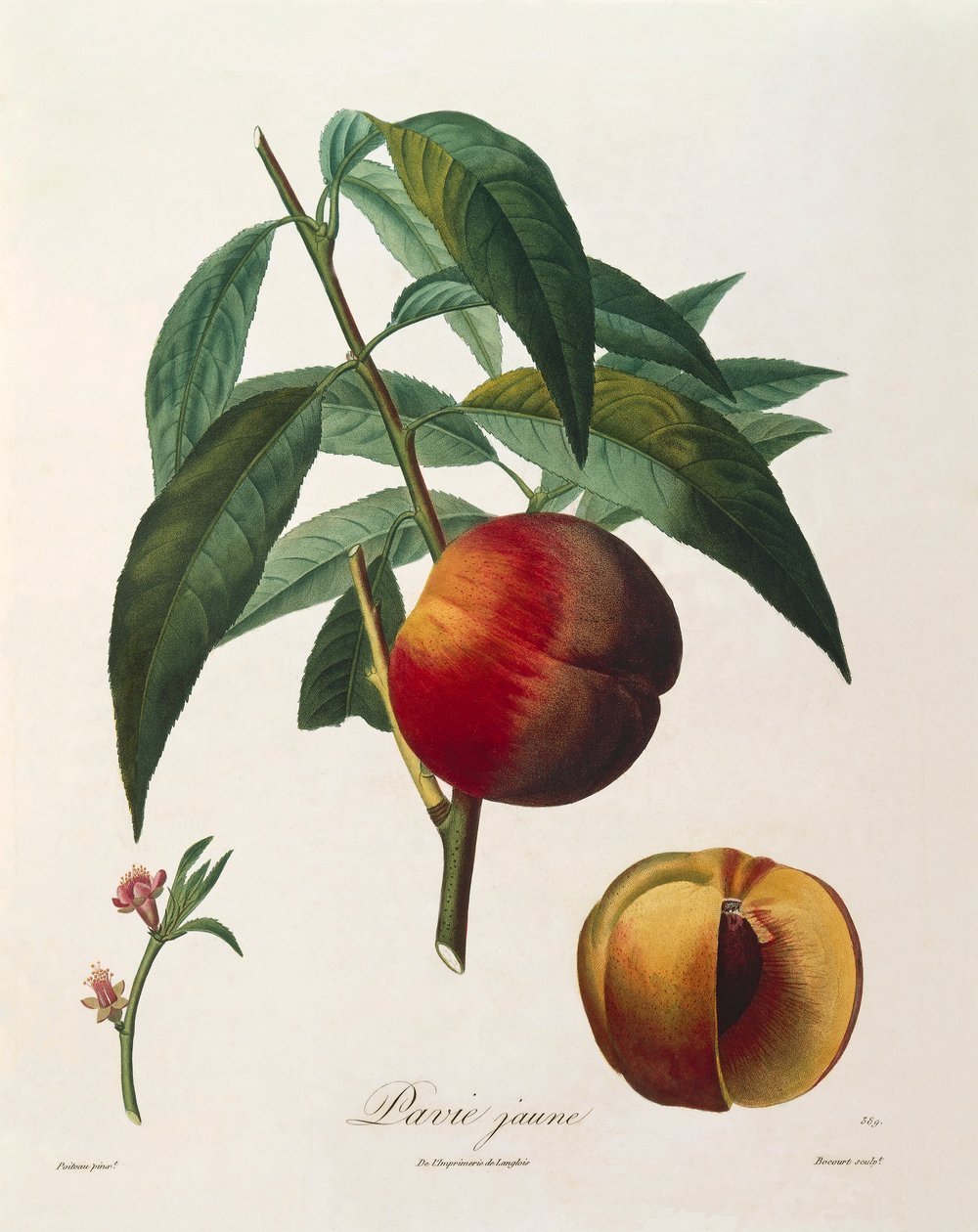 Gul persika (Pavie Jaune) av Antoine Poiteau av Pierre Antoine (after) Poiteau