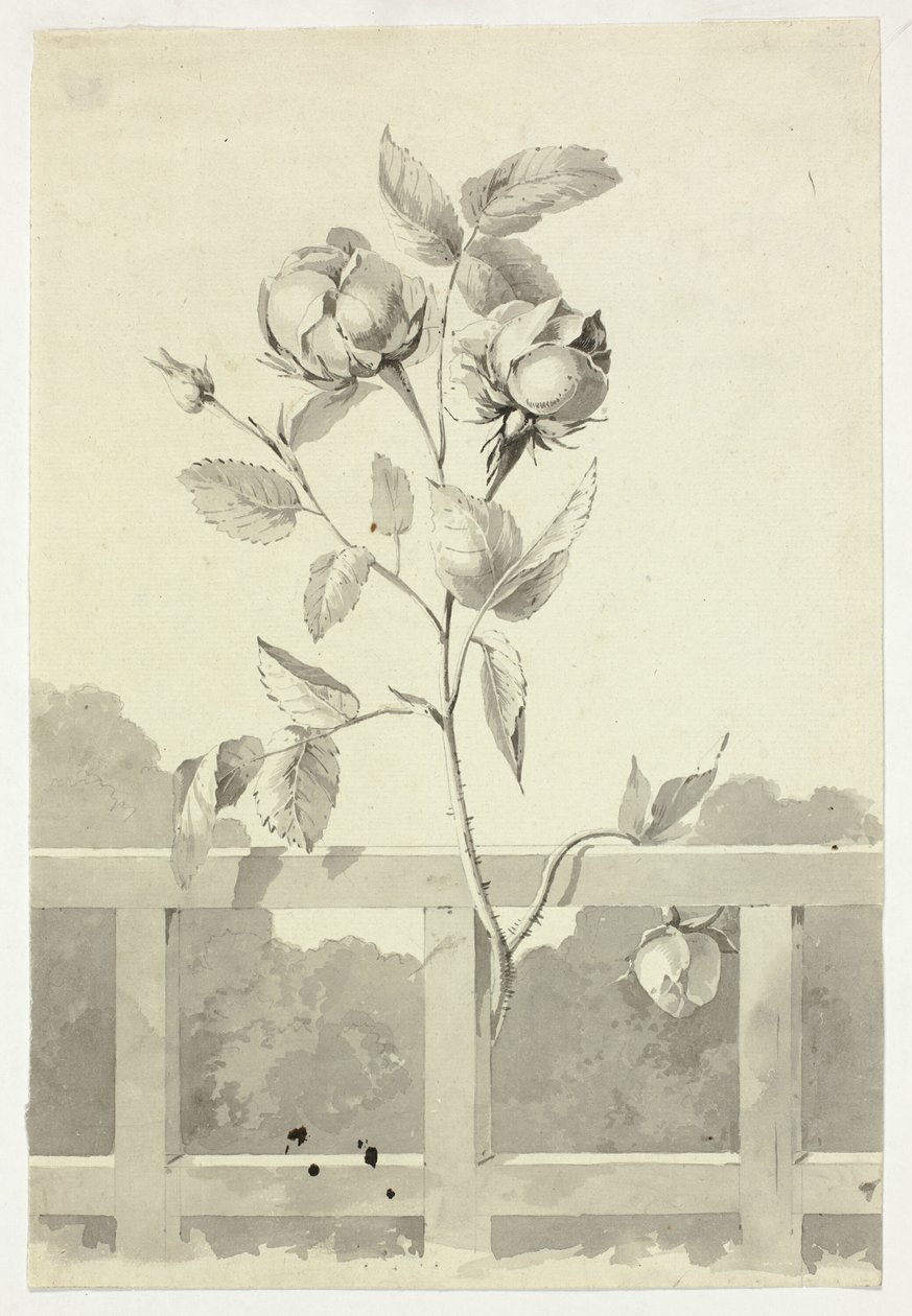 Rose av Pierre Antoine Mongin