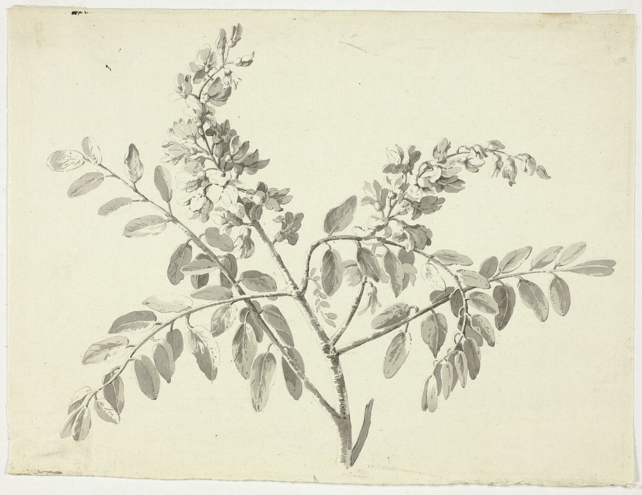 Den blommande grenen av Pierre Antoine Mongin