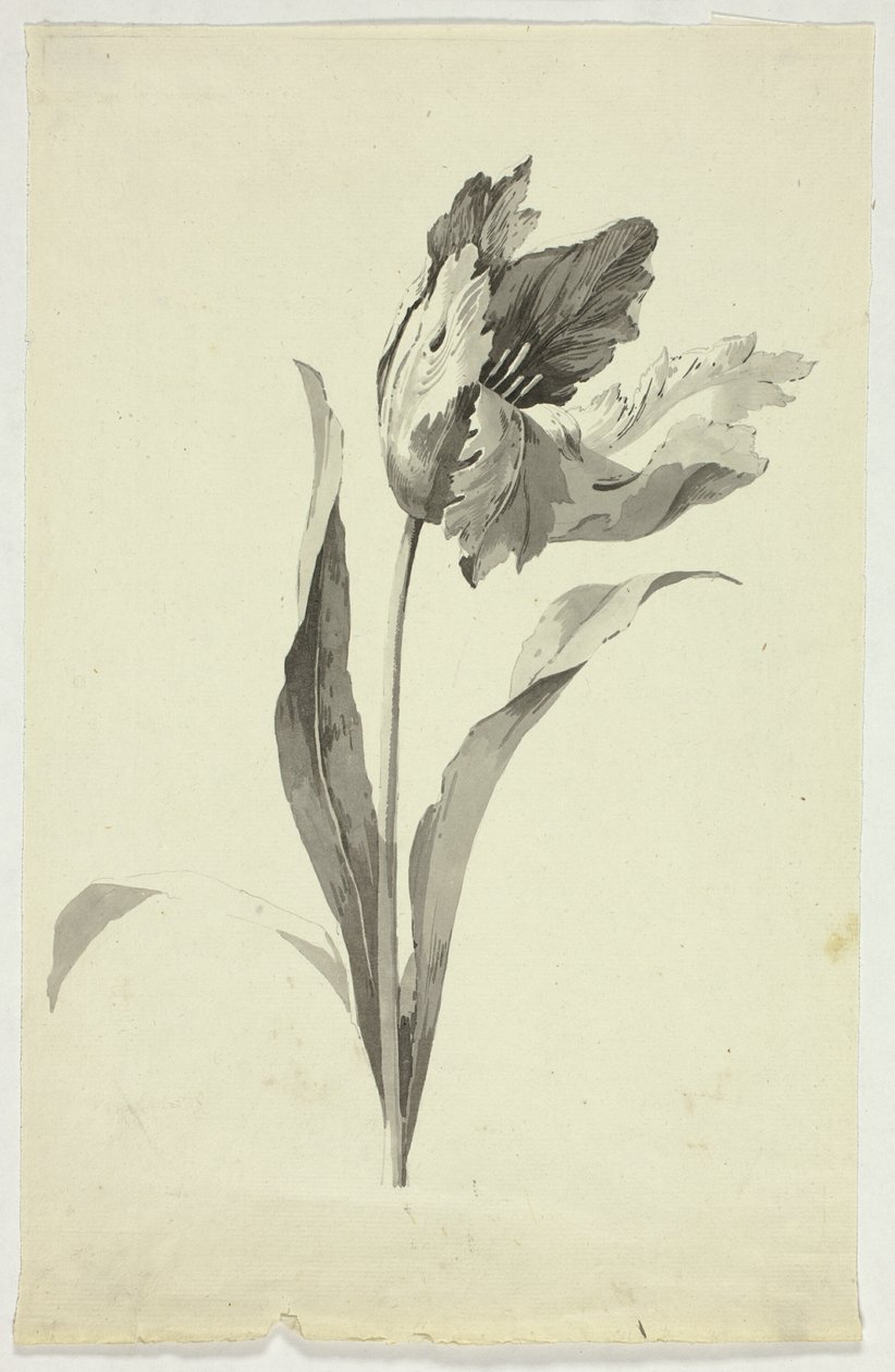 Tulpan av Pierre Antoine Mongin