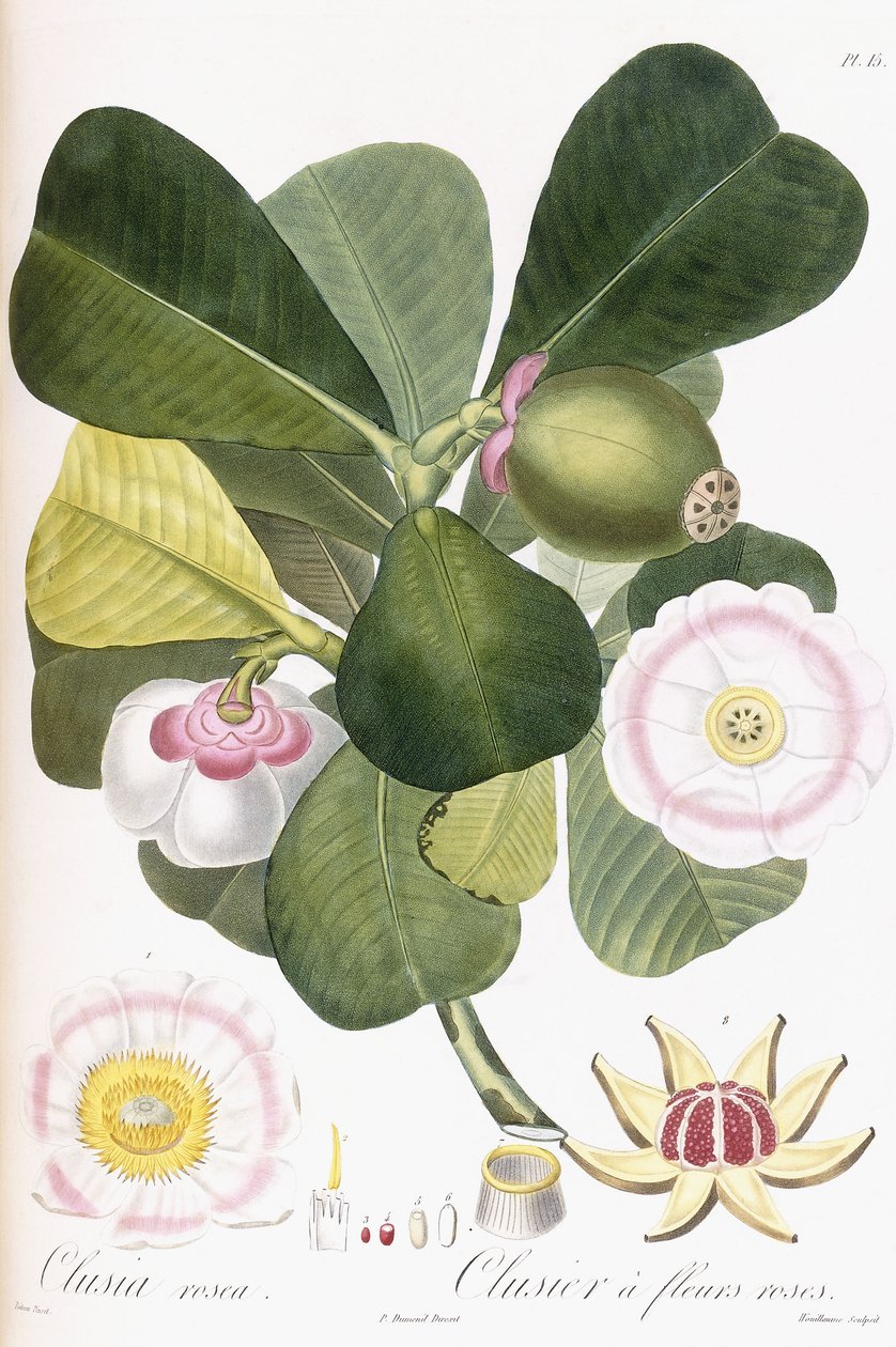 Clusia rosea, Clusier med rosa blommor, 1808-1828 av Pierre Antoine Poiteau