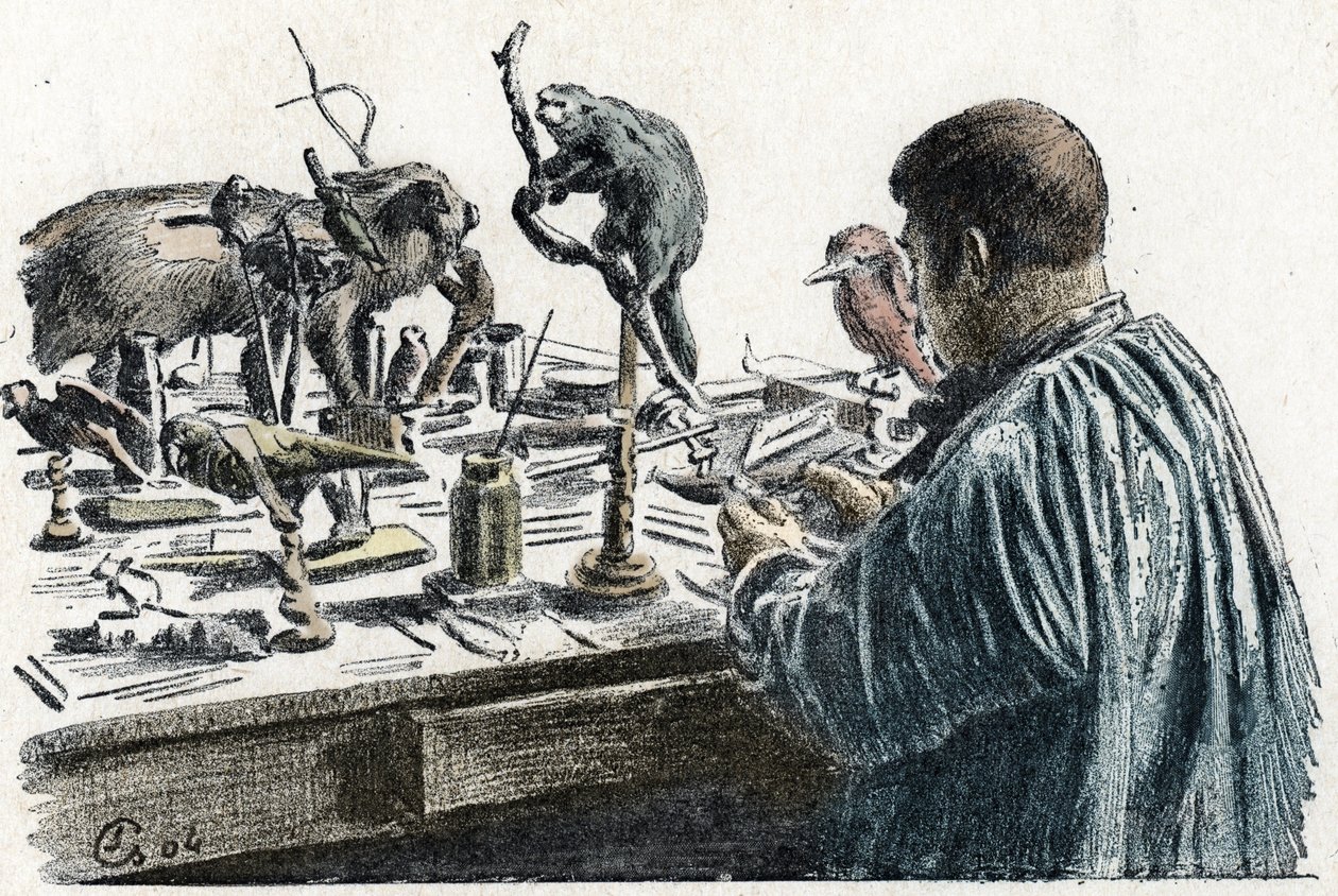 Taxidermi: En taxidermist stoppade upp djur i sin verkstad Gravering från Excursion a travers les metiers” av Pierre Calmette Collection privee av Pierre Calmettes
