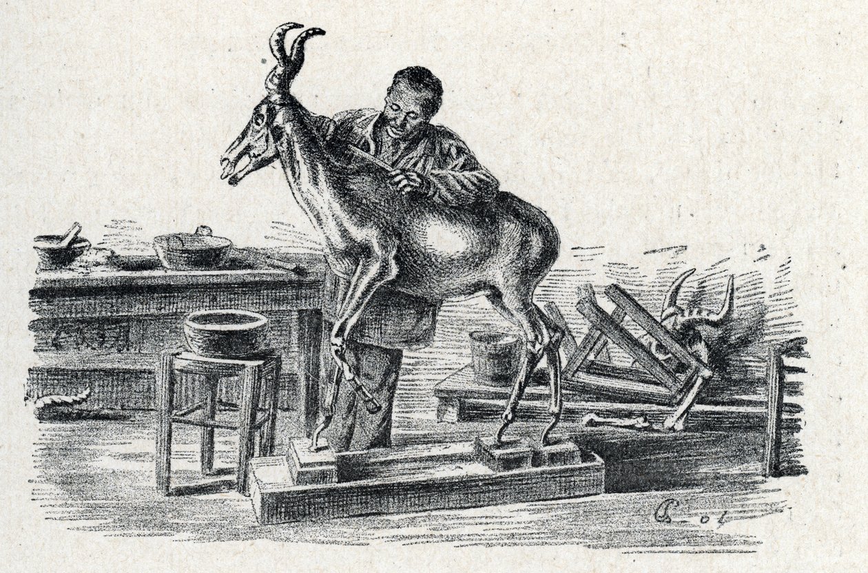 Taxidermi: En taxidermist stoppade hartebeest i sin verkstad Gravering från Excursion a travers les metiers” av Pierre Calmette Collection privee av Pierre Calmettes