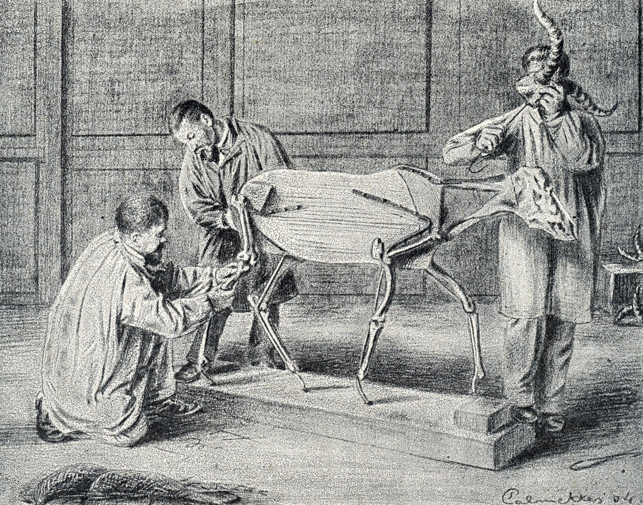 Taxidermi: taxidermister förbereder det konstgjorda skelettet i verkstaden Gravyr från "Excursion a travers les metiers" av Pierre Calmette Collection privee av Pierre Calmettes