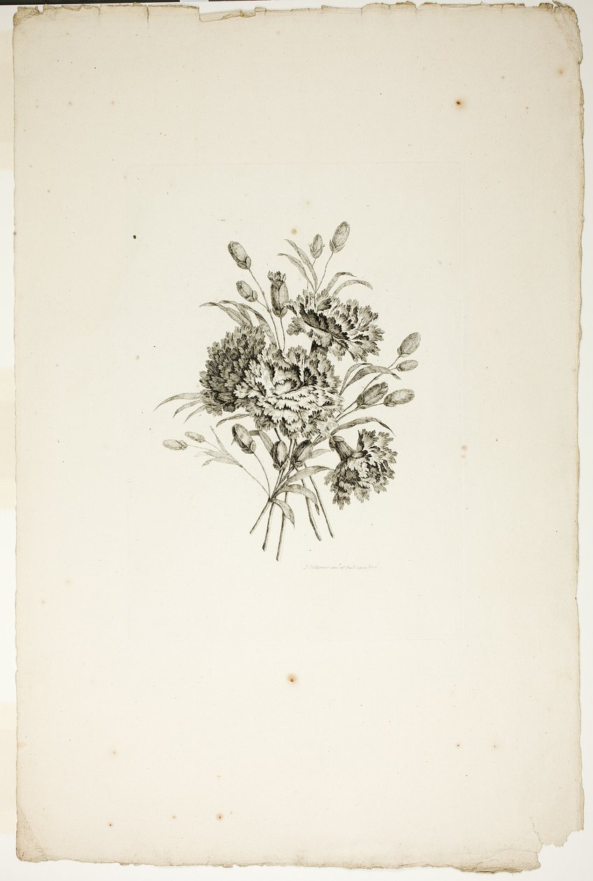 Bukett med nejlikor, från samling av olika buketter av blommor, uppfunnen och ritad av Jean Pillement och graverad av P. C. Canot av Pierre Charles Canot