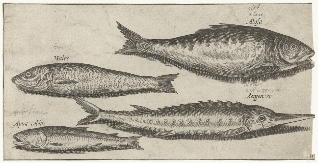 Shad, stör, nors och en sill Fiske (serietitel) Piscium vivae-ikoner (serietitel) av Pierre Firens