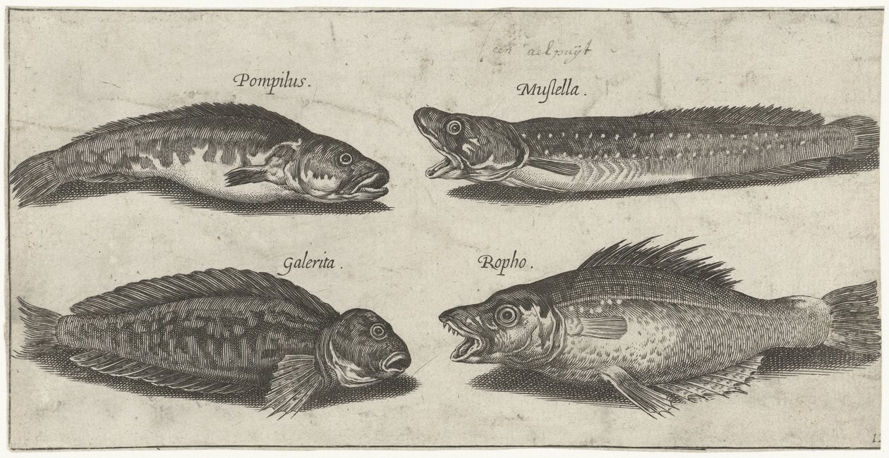 Gaffeltorsk, havabborre, behornad blenny och en svart fisk Fiske (serietitel) Piscivm vivae-ikoner (serietitel) av Pierre Firens