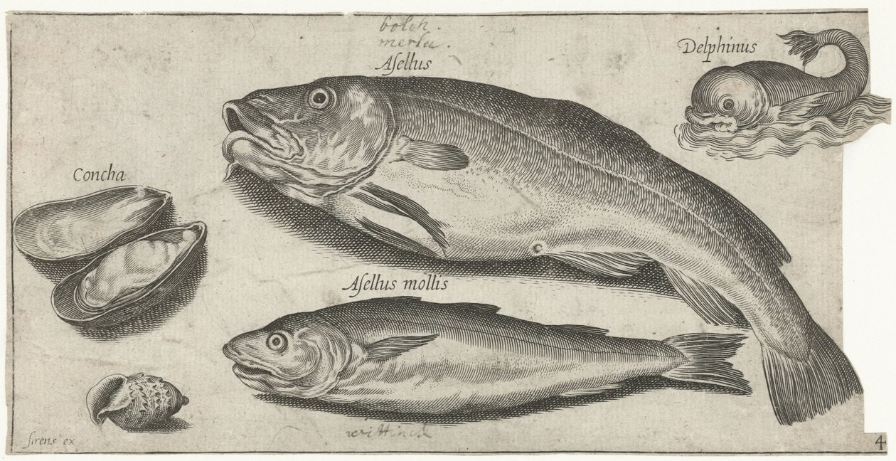 Torsk, vitling, en delfin och snäckor Fiske (serietitel) Piscium vivae-ikoner (serietitel) av Pierre Firens