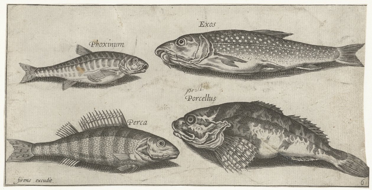 Karp, elritsa, havskatt och en abborre Fiske (serietitel) Piscium vivae-ikoner (serietitel) av Pierre Firens