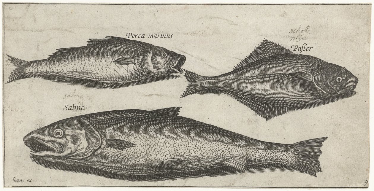 Havsabborre, tunga och en lax Fiske (serietitel) Piscium vivae-ikoner (serietitel) av Pierre Firens
