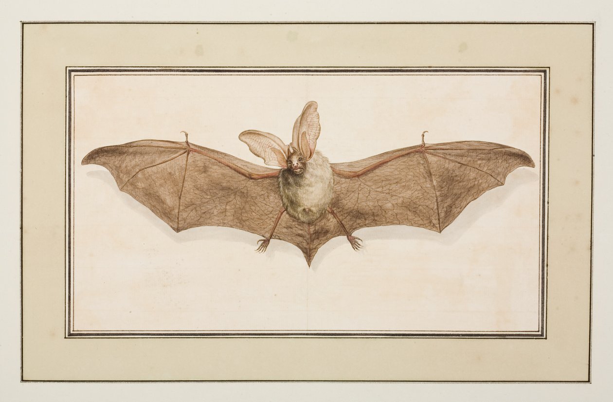 Brun långörat fladdermus, ca 1755-65 (akvarell på papper) av Pierre Francois Ledoulx