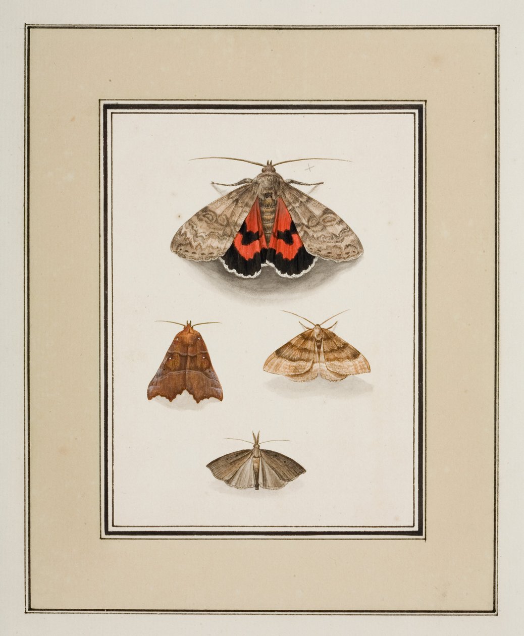 Moths, ca 1755-65 (akvarell på papper) av Pierre Francois Ledoulx