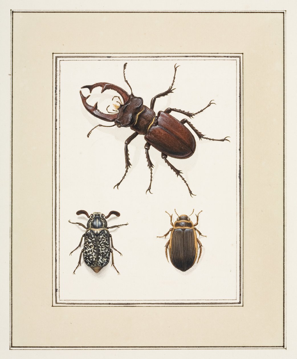 Stag, Chafer and Geelgerande Beetles, c.1755-65 (akvarell på papper) av Pierre Francois Ledoulx