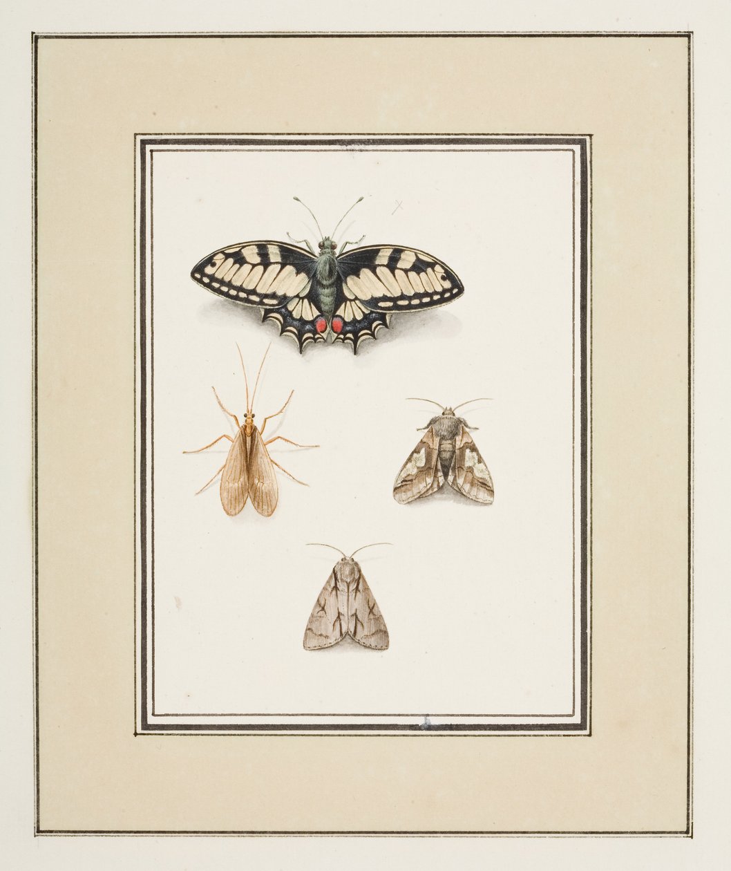 Swallowtail Butterfly, Mayfly and Two Moths, ca 1755-65 (akvarell på papper) av Pierre Francois Ledoulx