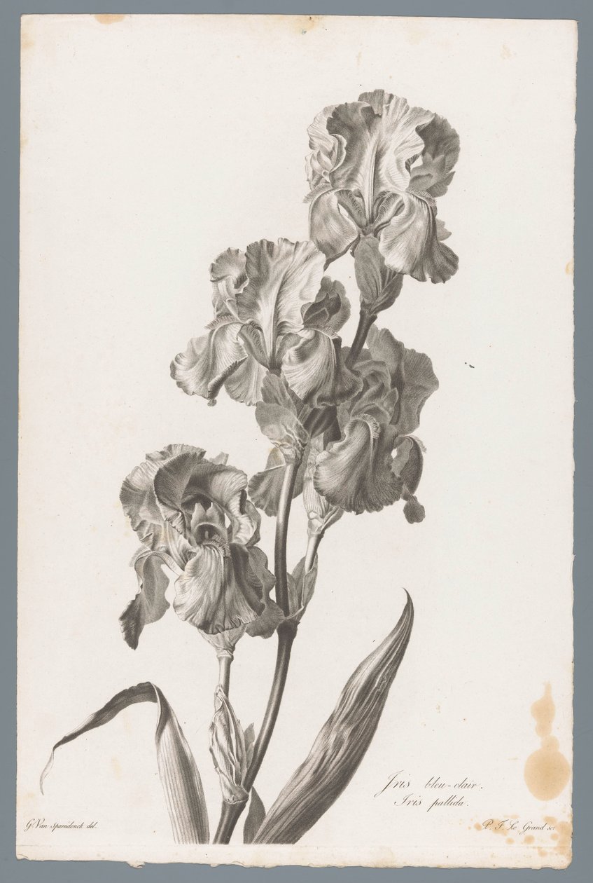 Dalmatisk iris Ljusblå iris / Iris pallida (titel på objekt) Blommor hämtade från naturen (...) (serietitel) av Pierre François Legrand