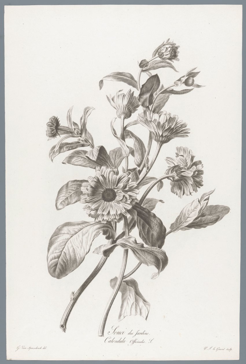 Goudsbloem Ringblomma / Calendula Officinalis L. (titel på objekt) Blommor hämtade från naturen (...) (serietitel) av Pierre François Legrand