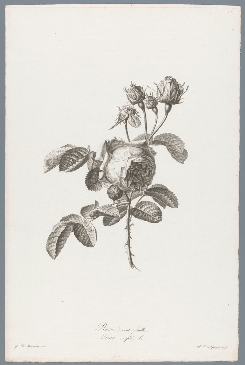 Honderdbladige roos Hundrabladig ros / Rosa centifolia L. (titel på objekt) Blommor hämtade från naturen (...) (serietitel) av Pierre François Legrand