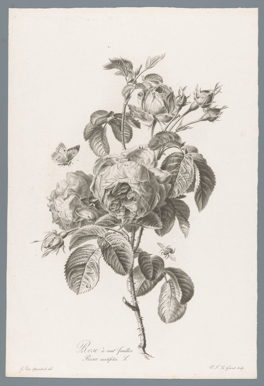 Honderdbladige roos Hundrabladig ros / Rosa centifolia L. (titel på objekt) Blommor hämtade från naturen (...) (serietitel) av Pierre François Legrand