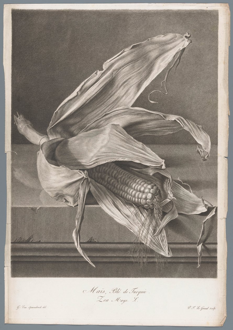 Majs Majs, vete från Turkiet / Zea Mays L. (titel på objekt) Blommor hämtade från naturen (...) (serietitel) av Pierre François Legrand
