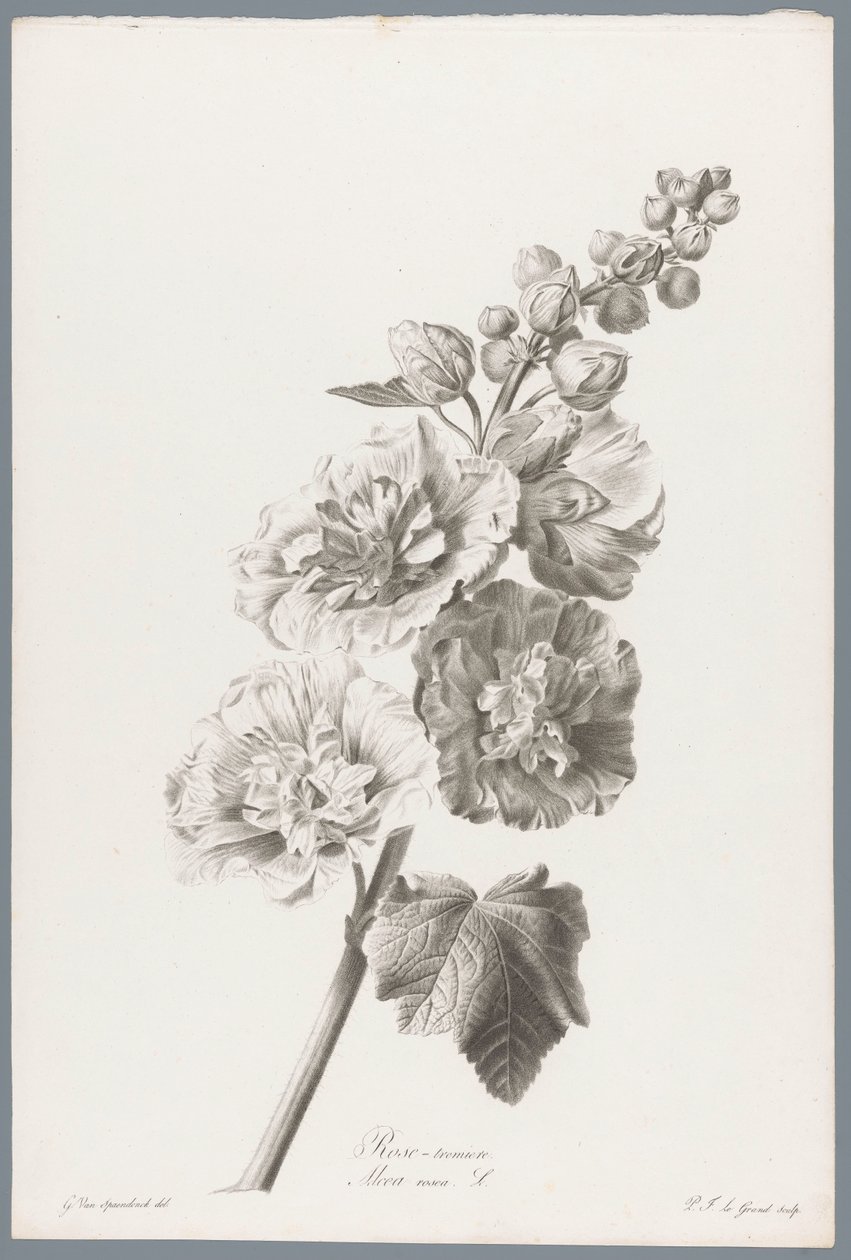 Stokroos Hollyhock / Alcea rosea L. (titel på objekt) Blommor hämtade från naturen (...) (serietitel) av Pierre François Legrand