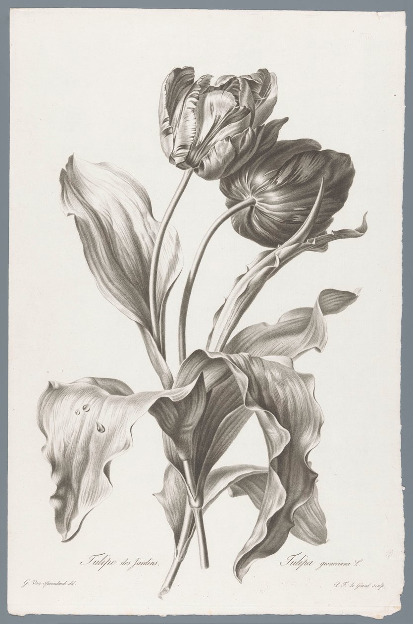 tulp Trädgårdstulpan / Tulipa gesneriana L. (titel på objekt) Blommor hämtade från naturen (...) (serietitel) av Pierre François Legrand